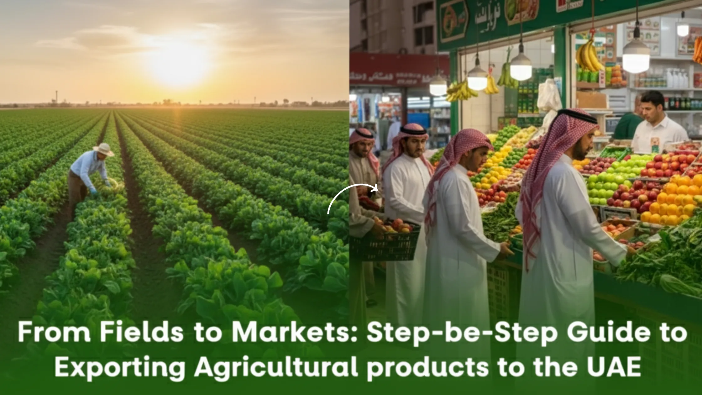 rom Fields to Markets Step-by-Step Guide to Exporting Agricultural Products to the UAE