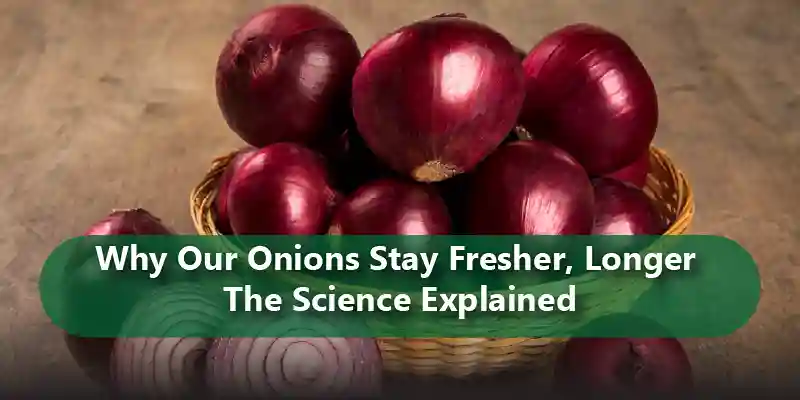 Why Our Onions Stay Fresher, Longer — The Science Explained (1)
